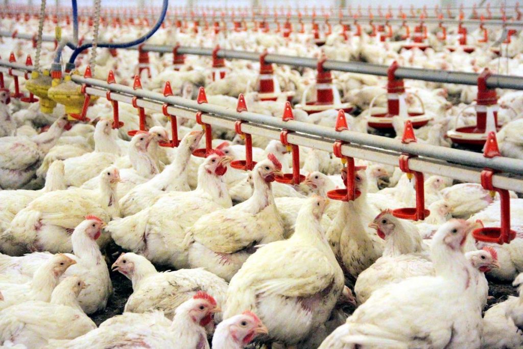 Tavuk Çiftliği Kurmanın Maliyeti Nedir